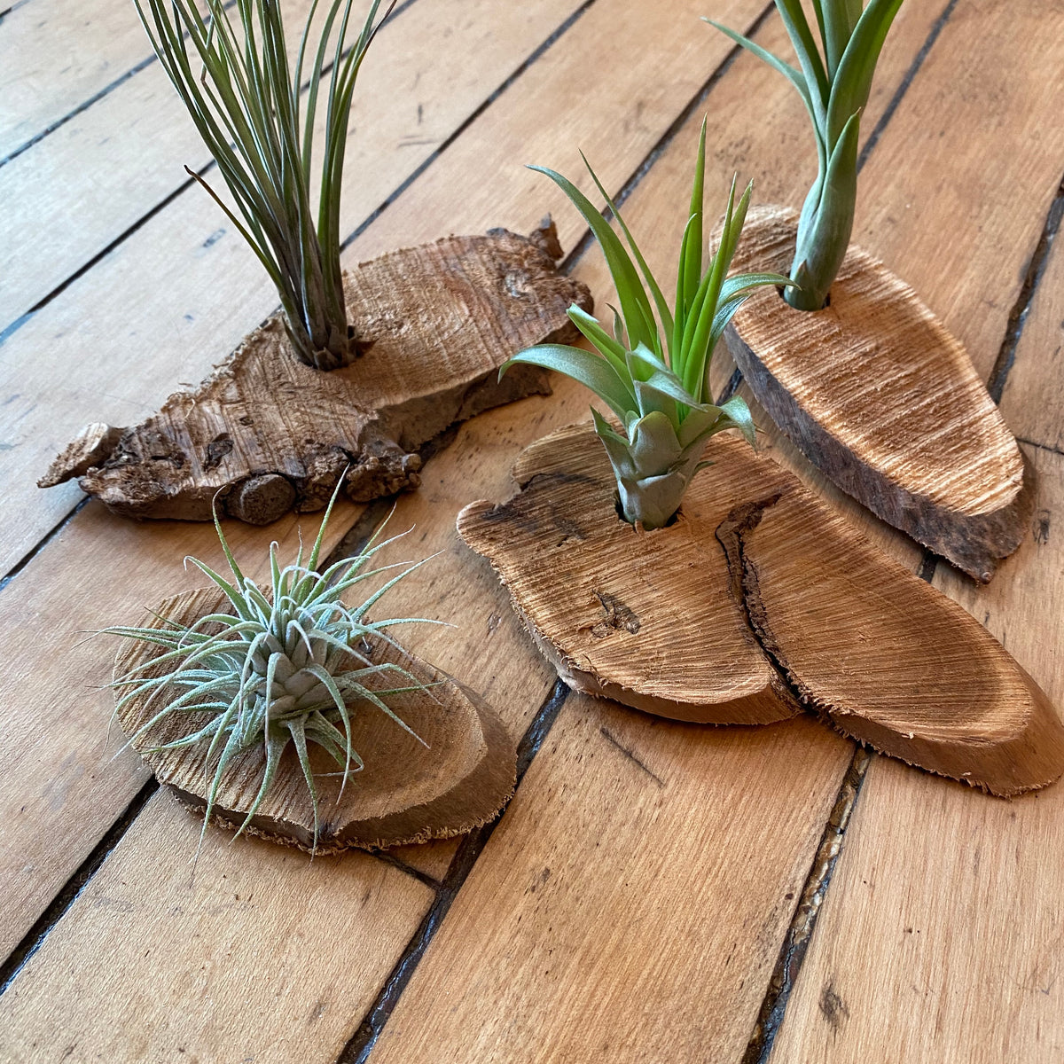 zombie air plant holder Wood Slice Air Plant Holder – REmix Design
