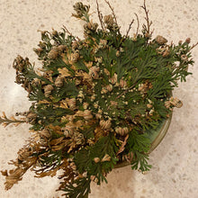 Load image into Gallery viewer, Rose of Jericho Plant