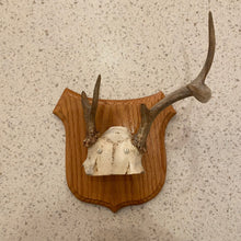 Load image into Gallery viewer, Antler Mount