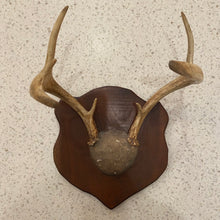 Load image into Gallery viewer, Antler Mount