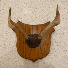 Load image into Gallery viewer, Antler Mount