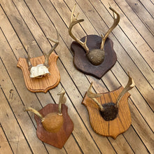 Load image into Gallery viewer, Antler Mount