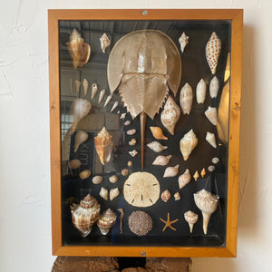 Seashell Shadowbox