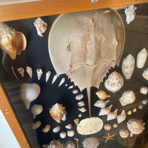 Seashell Shadowbox