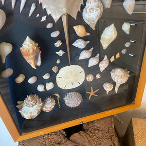 Seashell Shadowbox