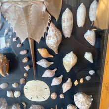 Load image into Gallery viewer, Seashell Shadowbox
