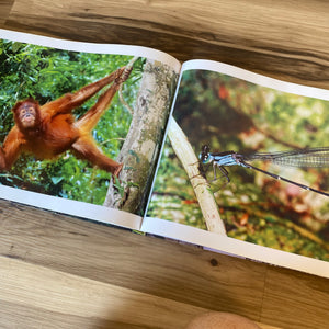 Rainforest Coffee Table Book