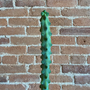 Boobie Cactus