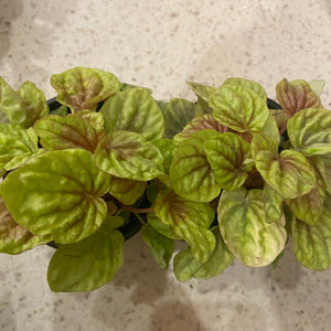 Peperomia Quito
