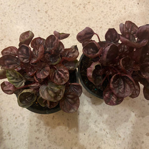 Peperomia Schumi Red
