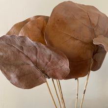 Load image into Gallery viewer, Dried Stems
