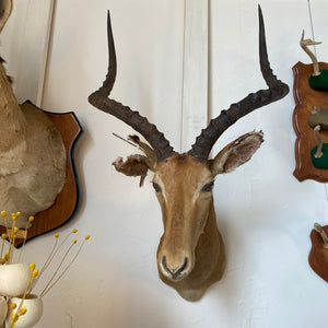 Impala Mount