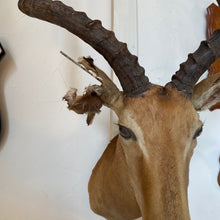Load image into Gallery viewer, Impala Mount
