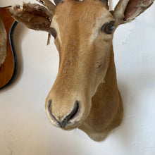 Load image into Gallery viewer, Impala Mount
