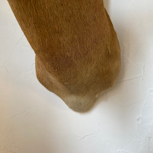 Impala Mount
