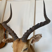 Load image into Gallery viewer, Impala Mount
