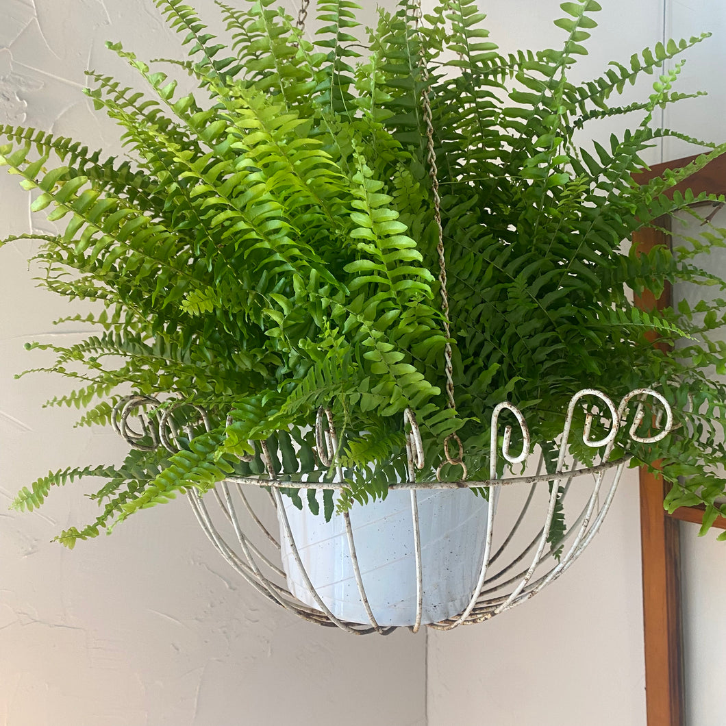 White Metal Hanging Basket