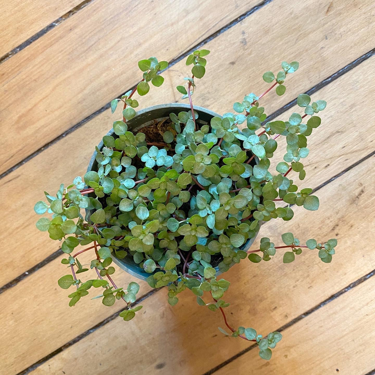 Creeping Red Pilea – REmix Design