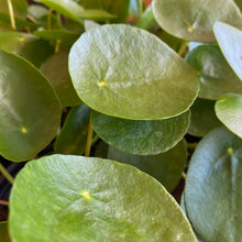 Load image into Gallery viewer, Pilea Peperomoides
