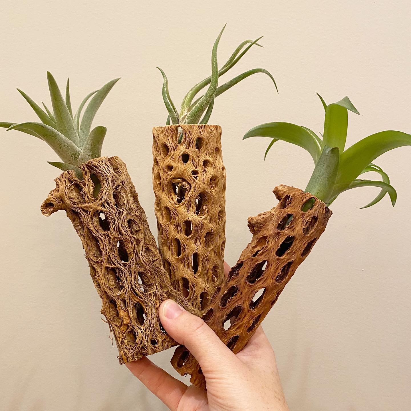 Cholla Cactus Wood – REmix Design