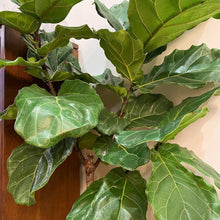 Load image into Gallery viewer, Fiddle Leaf Fig
