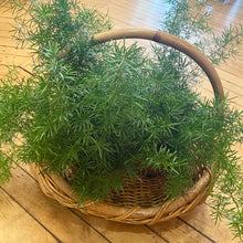 Load image into Gallery viewer, Rattan Basket
