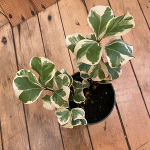 Ficus Triangularis