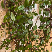 Load image into Gallery viewer, Bridal Veil Plant
