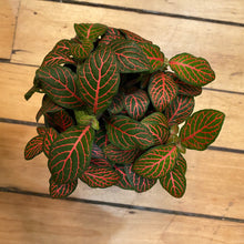 Load image into Gallery viewer, Fittonia
