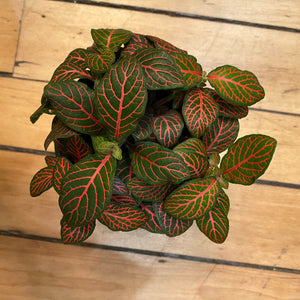 Fittonia