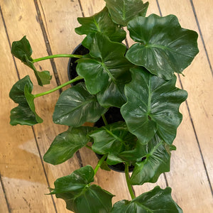 Philodendron Super Atom