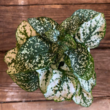 Load image into Gallery viewer, Polka Dot Plant
