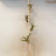 Load image into Gallery viewer, Macrame Air Plant Holder
