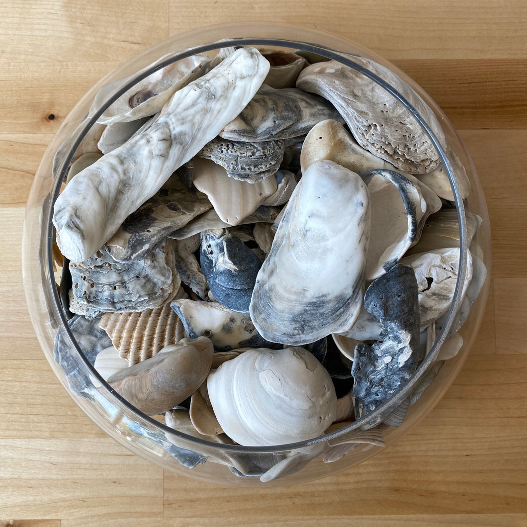 Small Seashells
