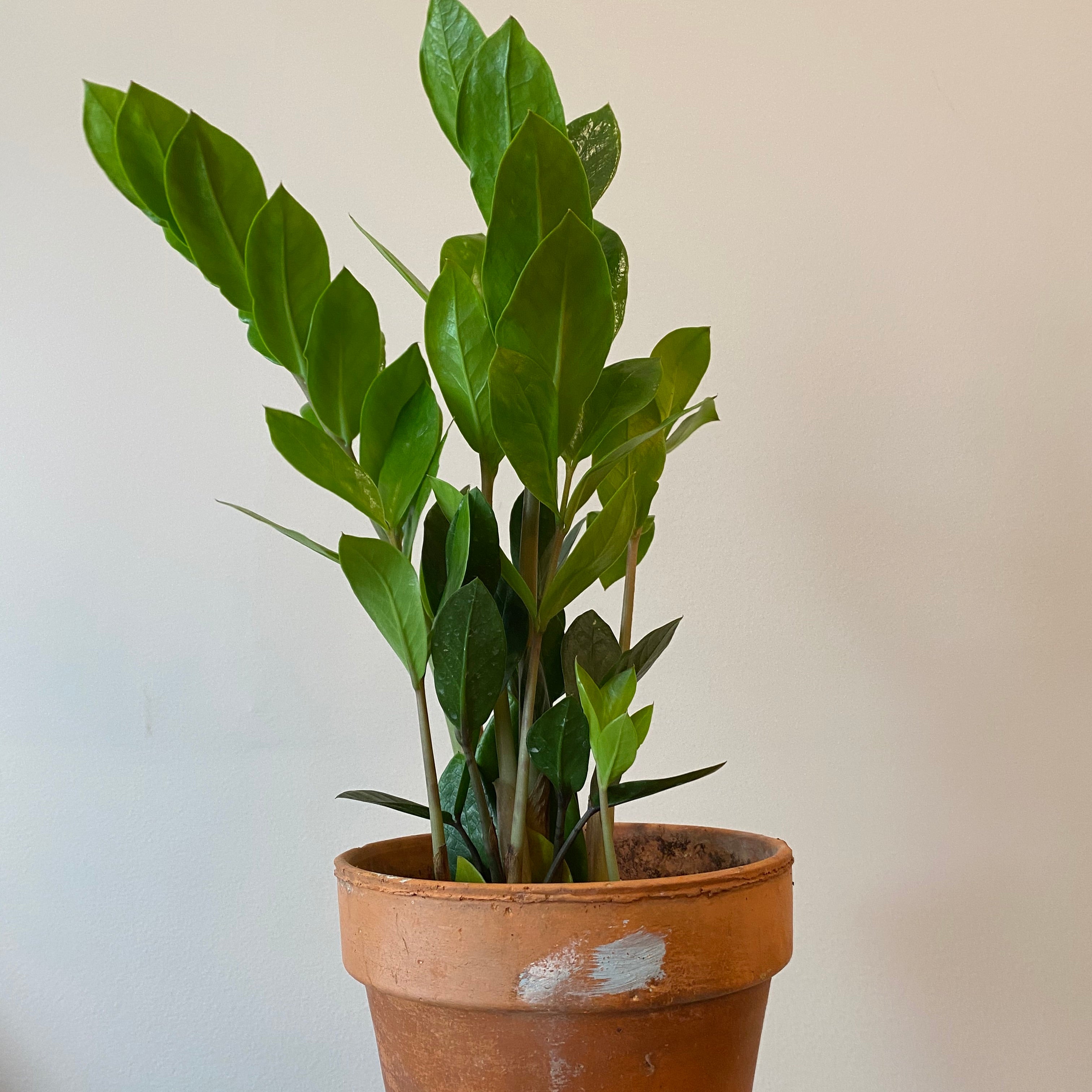 新しいスタイル ZZ Plant その他