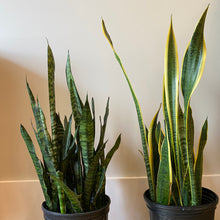 Load image into Gallery viewer, Snake Plant
