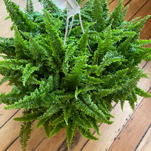 Load image into Gallery viewer, Fluffy Ruffle Fern
