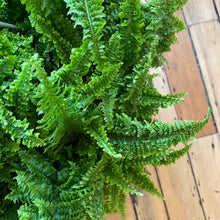 Load image into Gallery viewer, Fluffy Ruffle Fern
