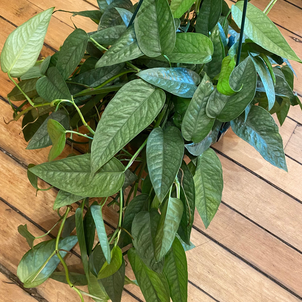 Cebu Blue Pothos