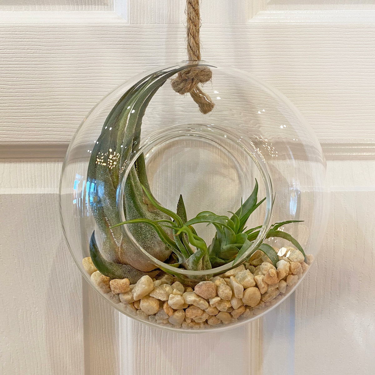 The Glass Donut Planter – REmix Design