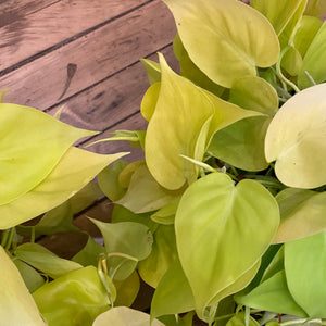 Philodendron Lemon Lime