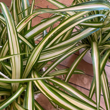 Load image into Gallery viewer, Spider Plant
