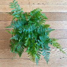 Load image into Gallery viewer, Rabbit&#39;s Foot Fern
