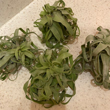 Load image into Gallery viewer, Tillandsia Streptophylla Curly Air Plant
