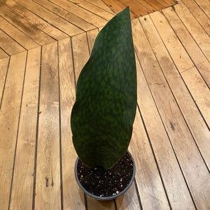 Whale Fin Snake Plant