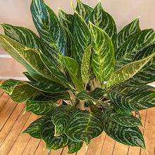 Load image into Gallery viewer, Aglaonema Madonna
