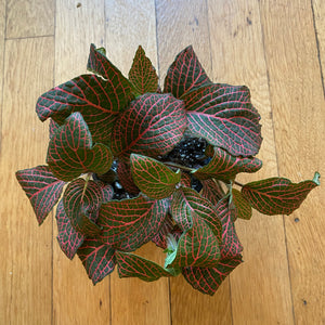 Fittonia