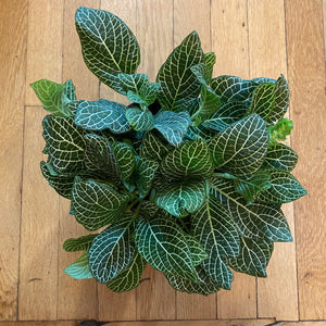 Fittonia