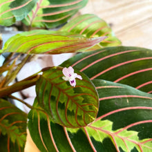 Load image into Gallery viewer, Maranta Red Prayer Plant
