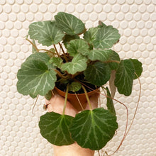 Load image into Gallery viewer, Strawberry Begonia
